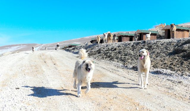 Van'da Sahipsiz Hayvanlar İçin Türkiye'nin En Kapsamlı Doğal Yaşam Alanı Kuruldu