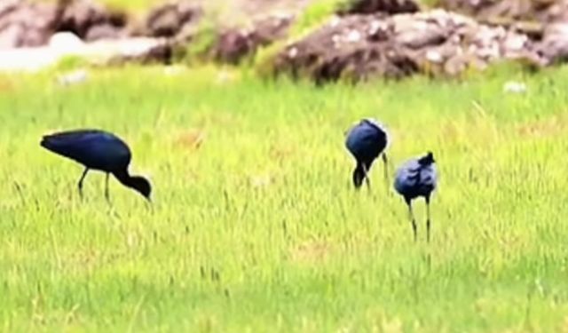 Van Gölü Havzası'nda Üreme Kaydı Olmayan Yeni Bir Kuş Türü Görüldü!
