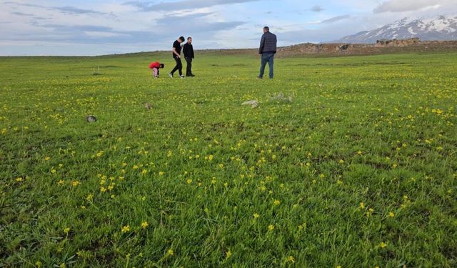 Süphan Dağı’nın Eteklerinde Doğanın Sessiz Mucizesi: Cil Gölü ve Sütey Yaylası