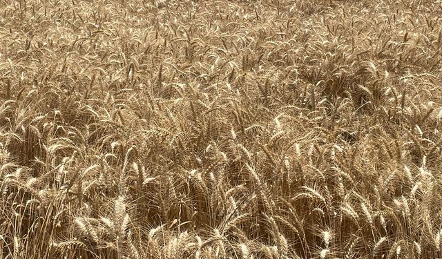 Makarnalık buğdayın tonu 2 bin 760 lira arttı