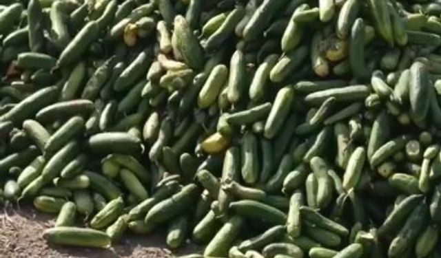 Salatalıkları sokağa attılar