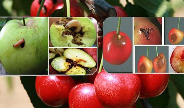 Van'da elma iç kurduna karşı ikinci ilaçlama başlıyor