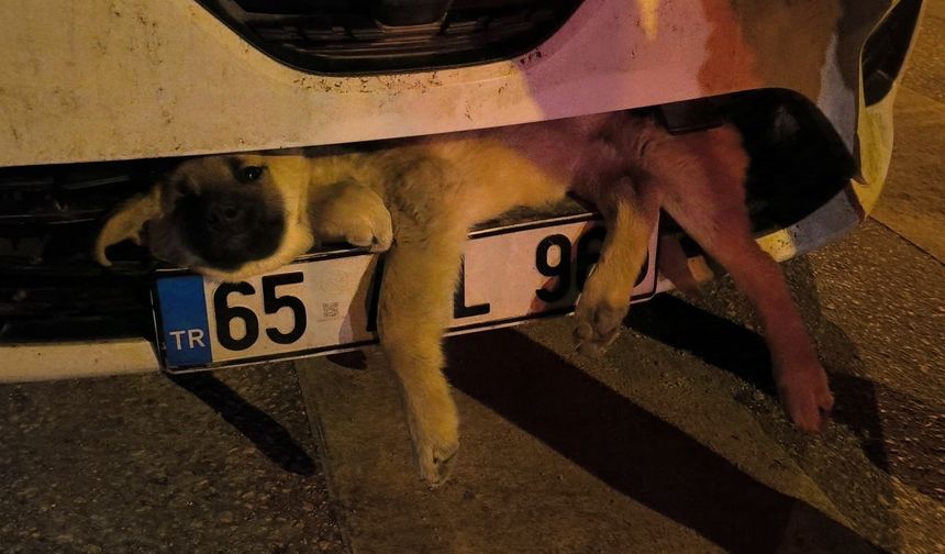 Van'da Otomobilin Çarptığı Köpek İtfaiye Tarafından Kurtarıldı