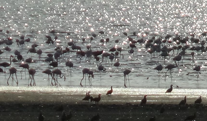 Van Gölü Havzasında Flamingoların Konaklama Süresi Uzadı