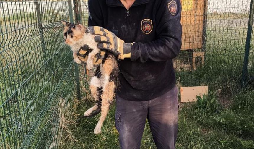 Bina boşluğuna düşen kedi, 7 saatlik operasyonla kurtarıldı