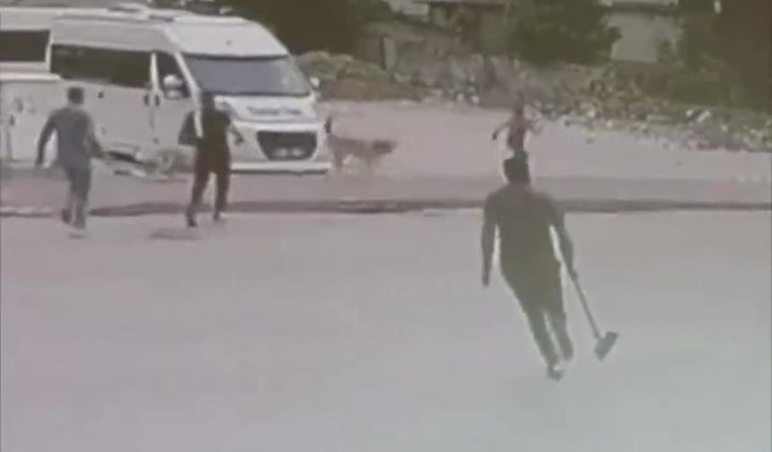 Sokak köpekleri çocuğa saldırdı