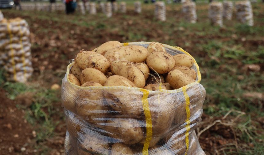 Yurt dışından gelen 2 bin tondan fazla patates virüslü çıktı