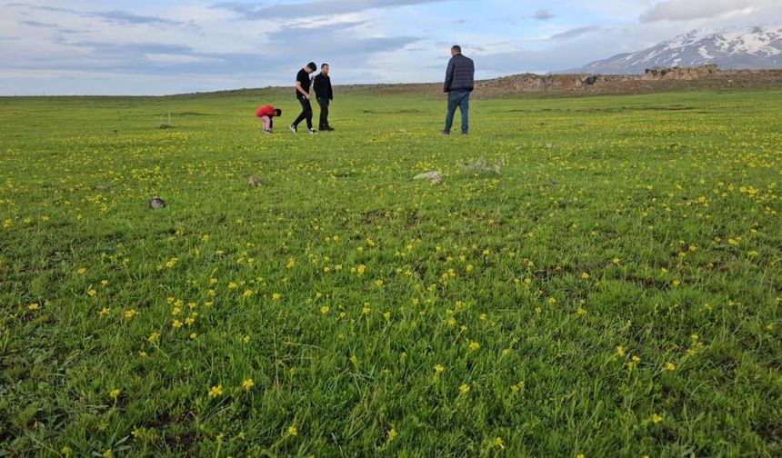 Süphan Dağı’nın Eteklerinde Doğanın Sessiz Mucizesi: Cil Gölü ve Sütey Yaylası