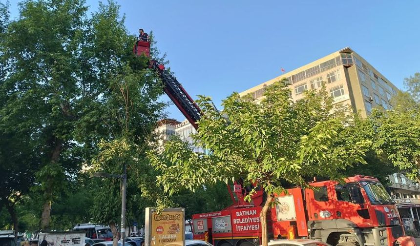 Ağaçta'ki yuvalarından yola düşen yavru kargalar kurtarıldı