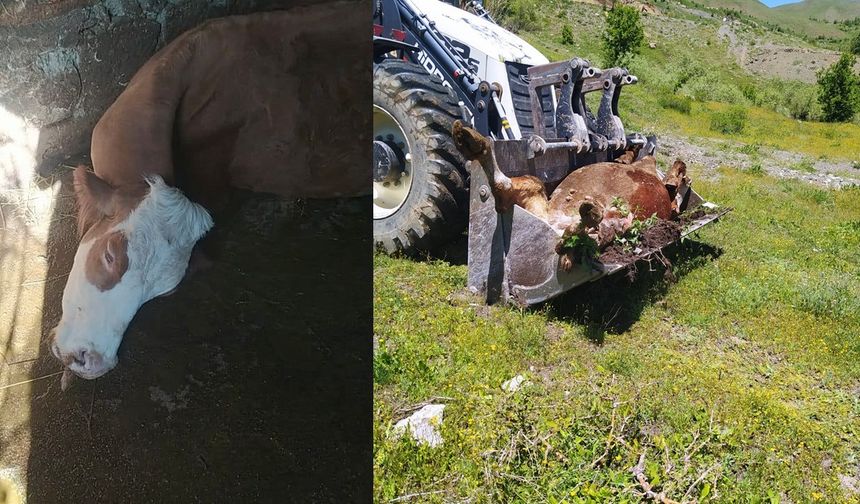 Van’dan Getirdiği Süt İneği Telef Oldu, Hakkarili Anne Yardım Bekliyor