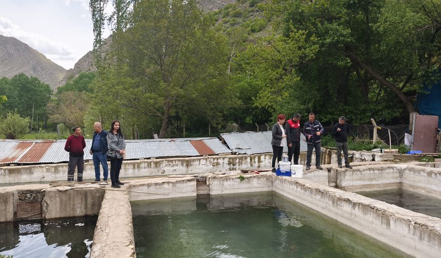 Bu Balığın Lezzeti Bir Başka Güzel: Van Bahçesaray’da Alabalık Üretimi