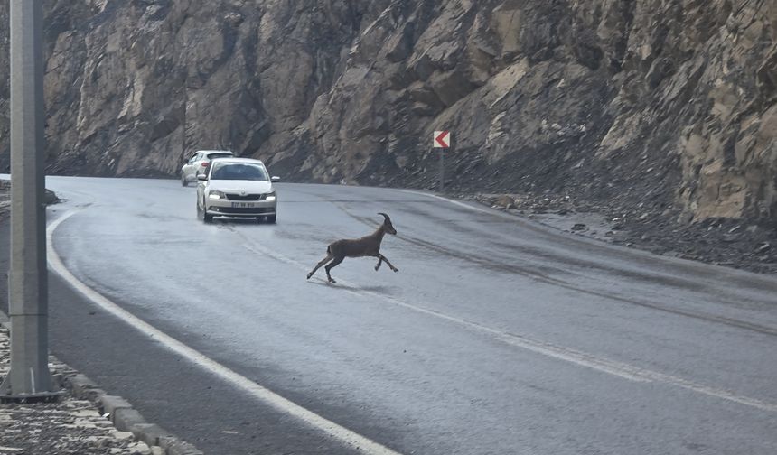 Dağ keçileri kara yoluna indi