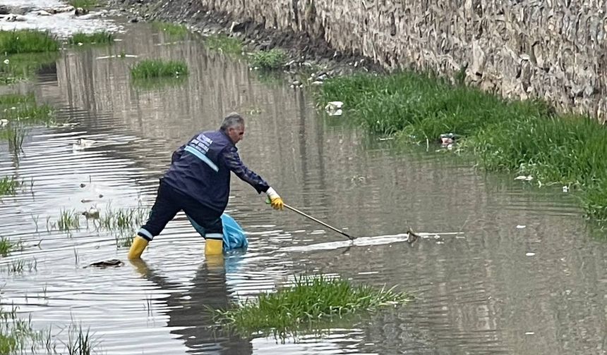 DSİ’nin sorumluluk bölgesini Belediye temizledi: İnci Kefali Nefes Aldı