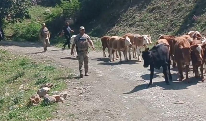 Kayıp Hayvanları Jandarma Ekipleri Buldu