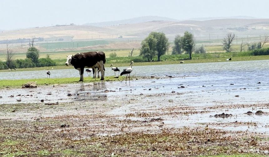 Uzun Yıllar Sonra İlk Kez O Şehirde Flamingo Görüldü