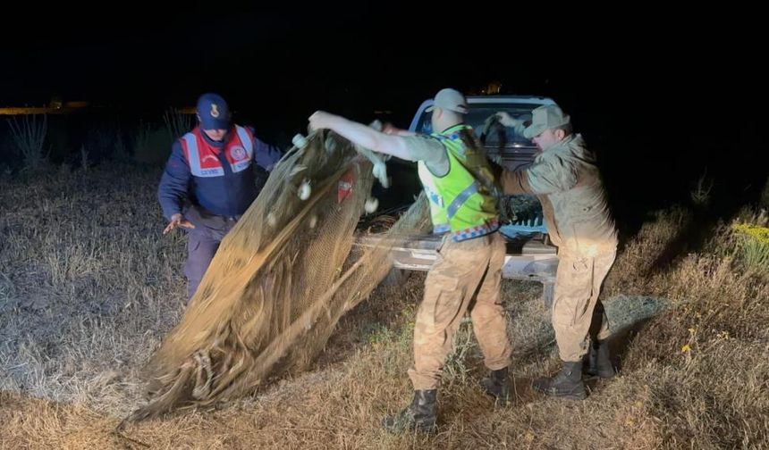 Üreme Döneminde Yakalanan 1,5 Ton İnci Kefali Kurtarıldı