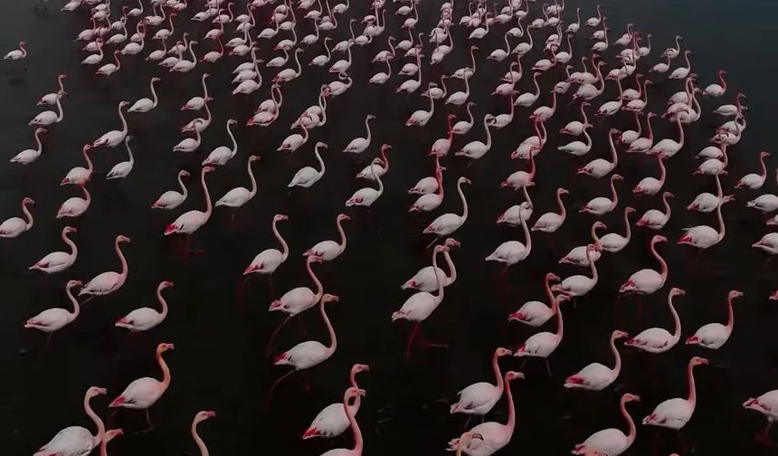 Erçek Gölü flamingoları ağırlamaya devam ediyor