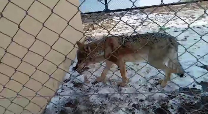 Gündem Olmuştu, Van'da Sağlığına Kavuştu (2)