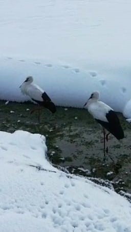 Özalp’te İki Leylek Göç Etmeyerek Kışı Geçiriyor (1)