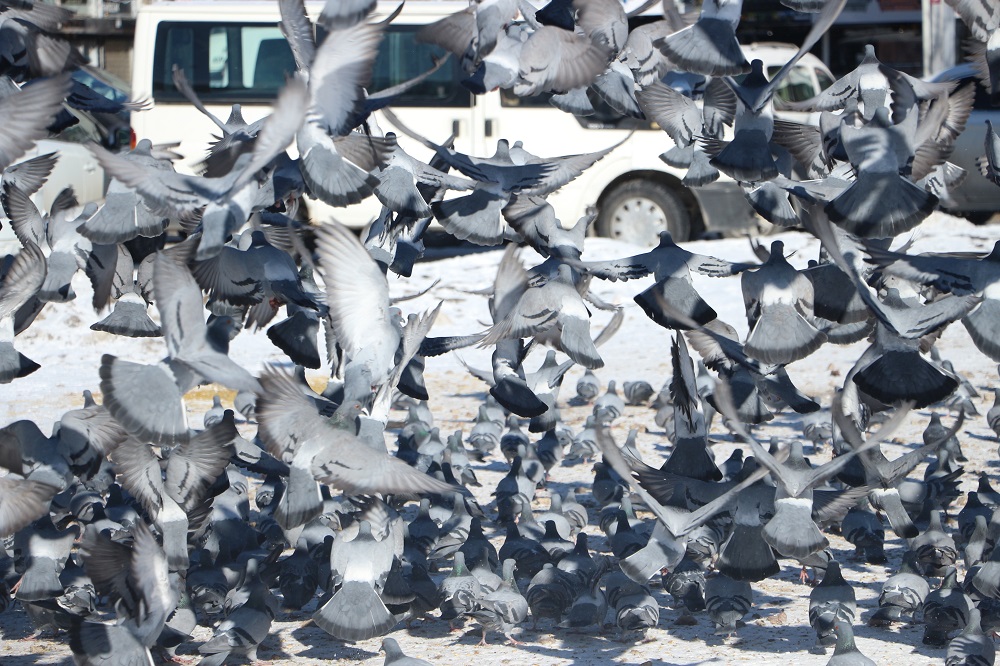 Van'da Taksim Meydanı'nı Aratmayan Görüntü Binlerce Güvercin Yem İçin Parka İniyor (11)-1