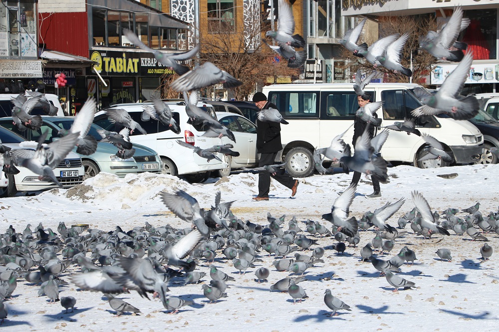 Van'da Taksim Meydanı'nı Aratmayan Görüntü Binlerce Güvercin Yem İçin Parka İniyor (14)