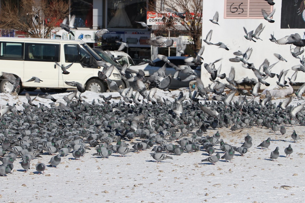 Van'da Taksim Meydanı'nı Aratmayan Görüntü Binlerce Güvercin Yem İçin Parka İniyor (2)