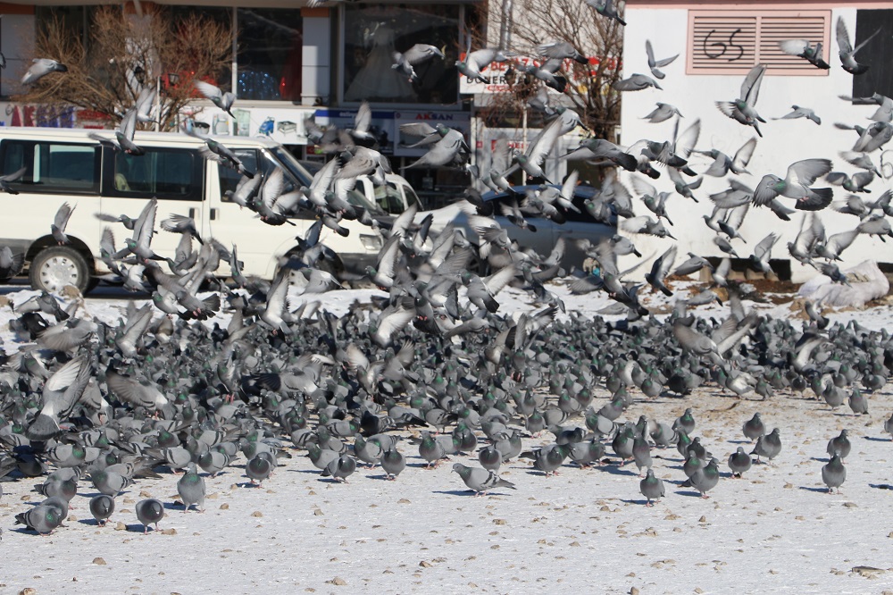 Van'da Taksim Meydanı'nı Aratmayan Görüntü Binlerce Güvercin Yem İçin Parka İniyor (3)