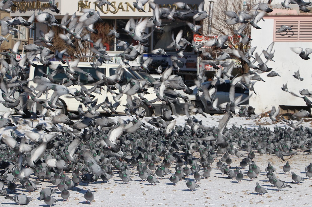 Van'da Taksim Meydanı'nı Aratmayan Görüntü Binlerce Güvercin Yem İçin Parka İniyor (4)