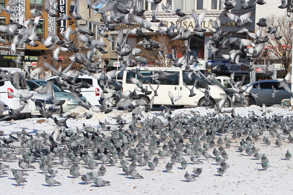 Van'da Taksim Meydanı'nı Aratmayan Görüntü Binlerce Güvercin Yem İçin Parka İniyor (5)