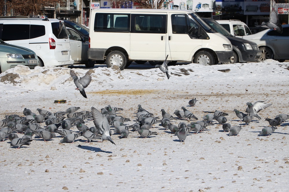 Van'da Taksim Meydanı'nı Aratmayan Görüntü Binlerce Güvercin Yem İçin Parka İniyor (6)