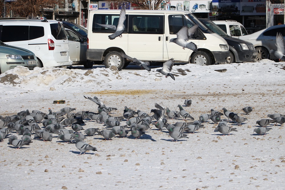 Van'da Taksim Meydanı'nı Aratmayan Görüntü Binlerce Güvercin Yem İçin Parka İniyor (7)