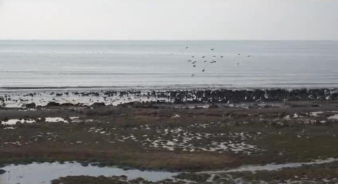 Van Gölü'ndeki Su Kaybı, Kuş Türlerini Etkiliyor (2)