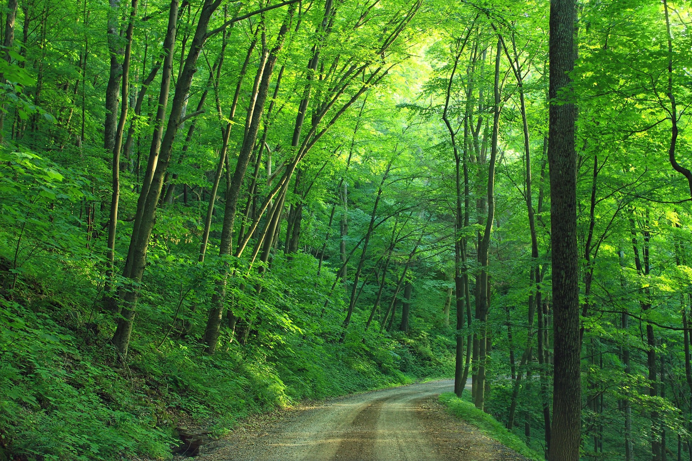 Woods Landscape Road Loyalsock State Forest 163703